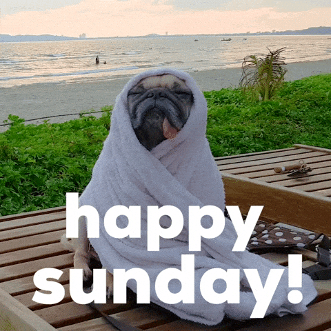 Funny Animals Dogs GIF - FunnyAnimals Dogs RelaxingPug - Discover