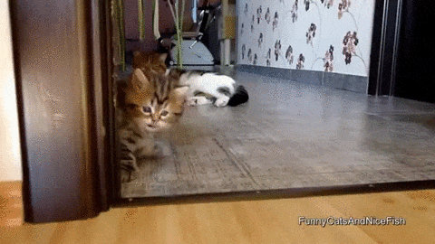 Cat GIF