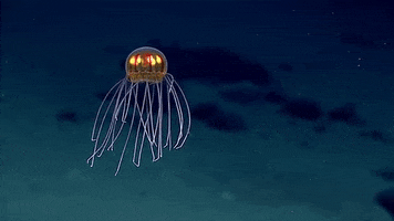 benitabodoque7gmailcom medusa noaa GIF