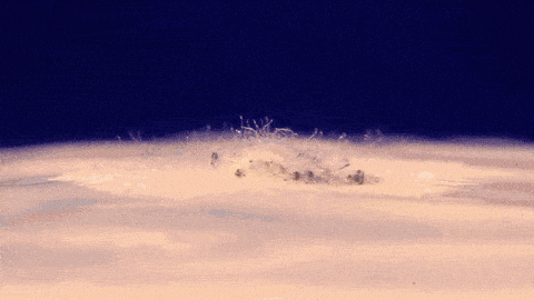 aspergillus