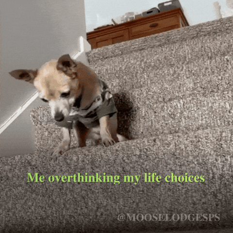 Sad Sleep GIF by Moose Lodge Senior Pet Sanctuary