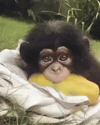 Side-eye-monkey GIFs - Get the best GIF on GIPHY