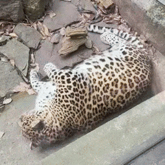 Shiba Do Not Touch GIF