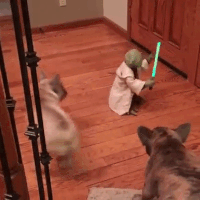 Star Wars Dogs GIF