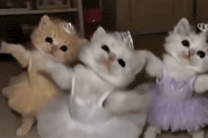 Cat Dance GIF