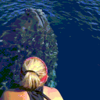 whale encounter GIF