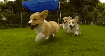 Video gif. Slow motion capture of three corgis running joyously through a backyard.