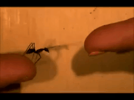 ant jumping GIF