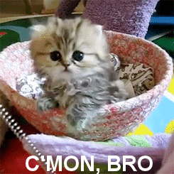 Come On Reaction GIF by MOODMAN