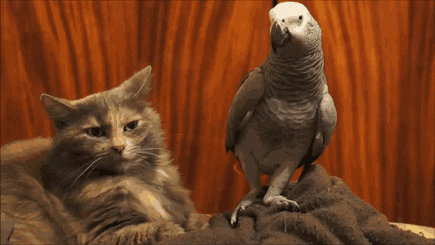 giphy.gif