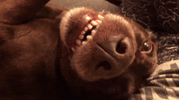 ProfeB GIF
