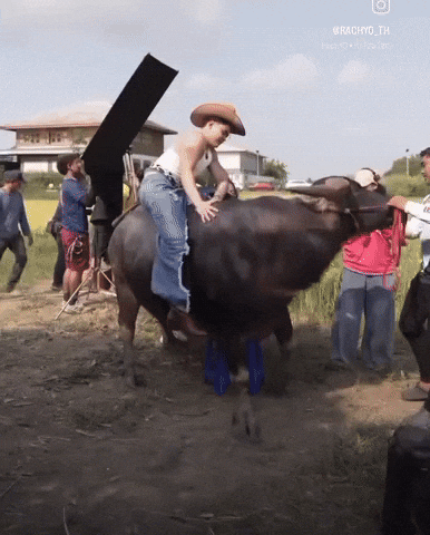 Pet Thai GIF