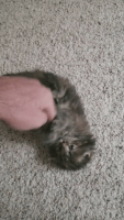 cat tickling GIF