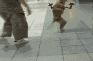 Two Legged Dog Gifs Get The Best Gif On Giphy