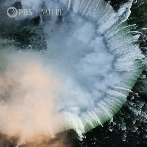 Pbs Nature Beauty GIF by Nature on PBS