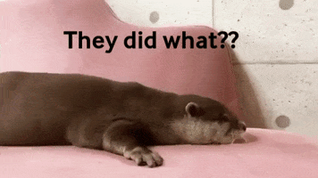 Wtf GIF