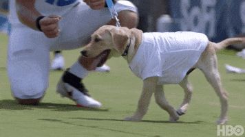 National Football League Puppy GIF by NFL