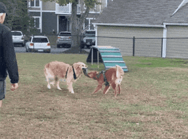 Golden Retrievers GIF
