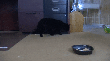 Bird Attack GIF