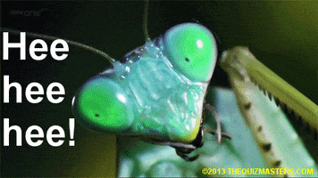 Insect Fight GIFs - Get the best GIF on GIPHY