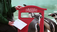 Penguins at London Zoo Send Off Letters to Santa