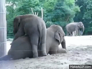 baby elephant GIF