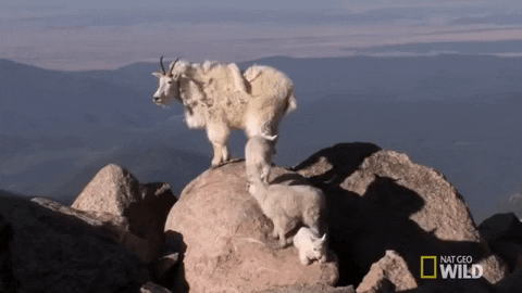 The Mountain Goats GIFs - Get the best GIF on GIPHY