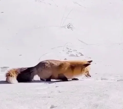 Hungry Food GIF by moodman