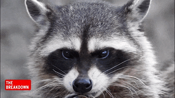 Raccoon Thief GIF by Inside Edition