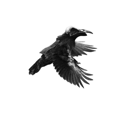Bird Raven Sticker by IRRA Studio