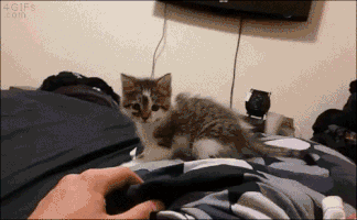 mood GIF