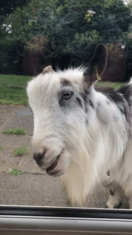 Prezzybox goat lick window pickles GIF