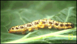 caterpillar maggots GIF