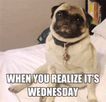 Video gif. Pug sits on a bed looking up with a tilted head and then his head pops up as he smiles. Text, “When you realize it’s Wednesday.”