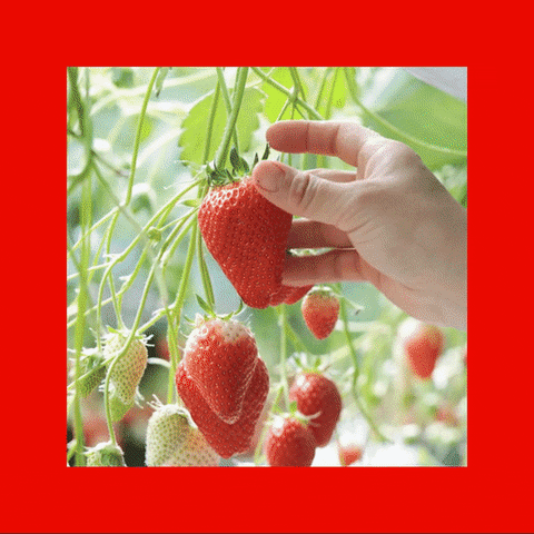 Strawberry Gardening GIF by TeaCosyFolk
