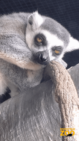 Sleepy Penguin GIF by Brookfield Zoo