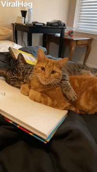 Two Cute Cats Cuddle