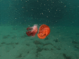 Argonaut GIF by OctoNation® The Largest Octopus Fan Club!