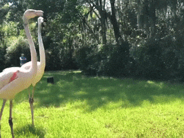 Flamingo Jaxzoo GIF by Jacksonville Zoo and Gardens