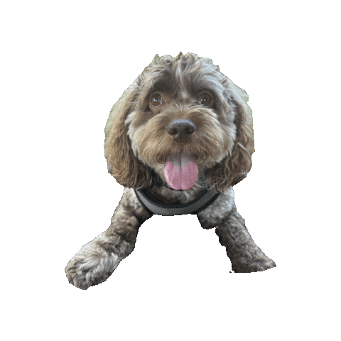 Animated Sticker