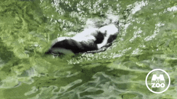 Busy Bee Swimming GIF by Memphis Zoo