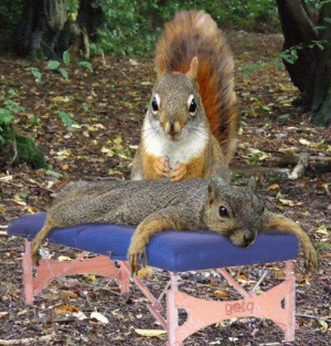  animal squirrel massage funniest funny pictures GIF