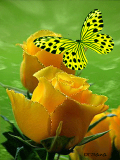 Yellow-rose-butterfly GIFs - Get the best GIF on GIPHY