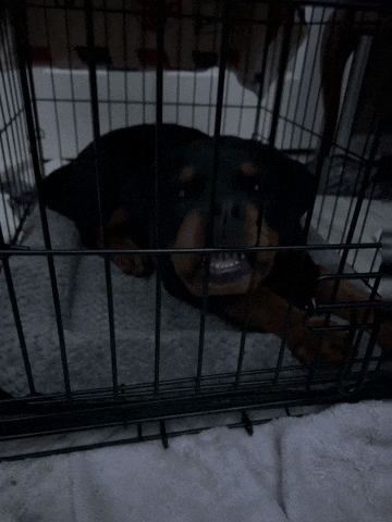 Bad Dog GIF