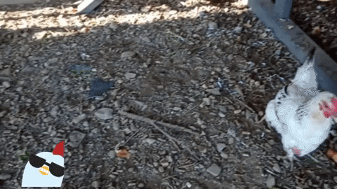 Chicken GIF