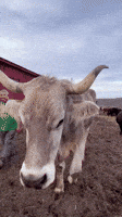 Farm Animals GIF by Storyful