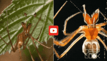 GIF by KQEDScience