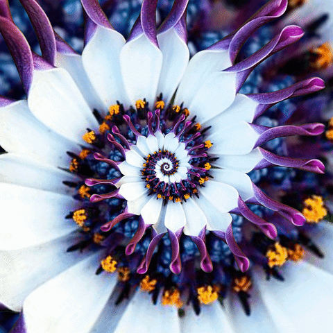 blooming african daisy GIF by Feliks Tomasz Konczakowski