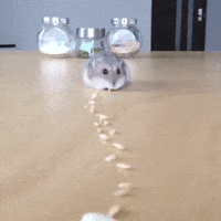 Bnk48 Hamster Gifs Get The Best Gif On Giphy
