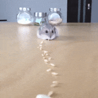 Bnk48 Hamster Gifs Get The Best Gif On Giphy Bnk48 Hamster Gifs Get The Best Gif On Giphy